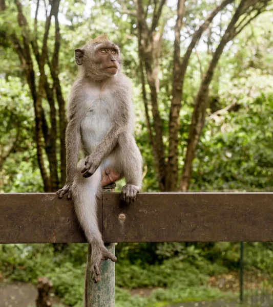 Macaco Árvore Árvore Escalada Macaco — Fotografia de Stock