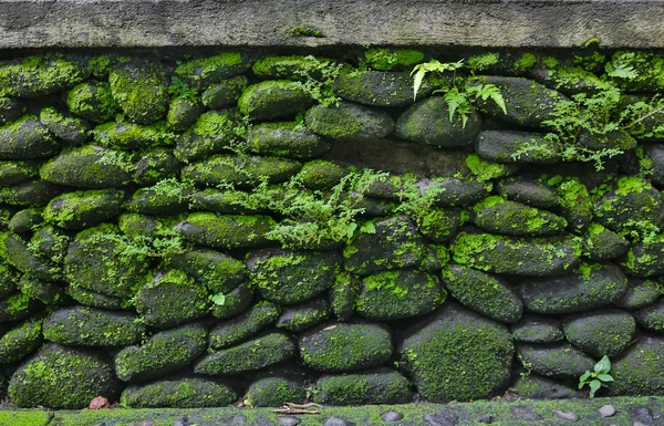 Texture de mur de pierre avec mousse verte — Photo