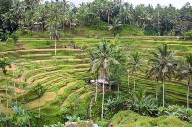 Tegalalang pirinç paddies Bali, Endonezya'nın kalbinde yeşil alanlar üzerinde güneş doğar.