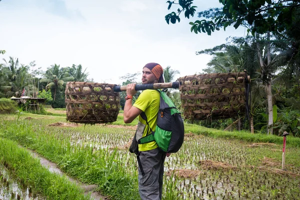 Balinese farmer with a basket working on green rice terraces UBUD, Indonesia, Bali — Stock Photo, Image