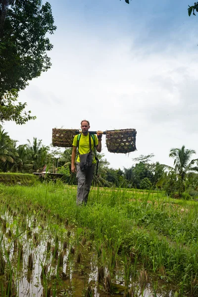 Balinese farmer with a basket working on green rice terraces UBUD, Indonesia, Bali — Stock Photo, Image