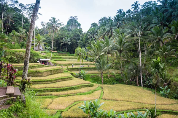 Die sonne geht auf über den grünen feldern der tegalalang-reisfelder im herzen von bali, indonesien. — Stockfoto