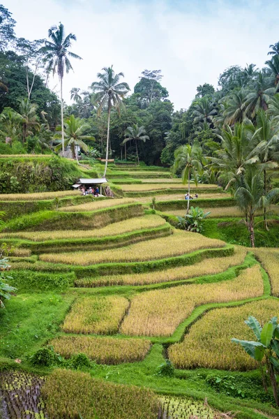 Solen stiger över de gröna fälten i Tegalalang risfält i hjärtat av Bali, Indonesien. — Stockfoto