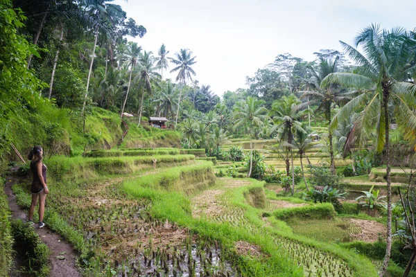 Schöne frau schaut auf schöne tegallalang reis terrasse in bali, indonesien — Stockfoto