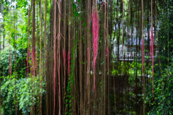 与树木和常春藤的粉红色森林的幻想场景 — 图库照片