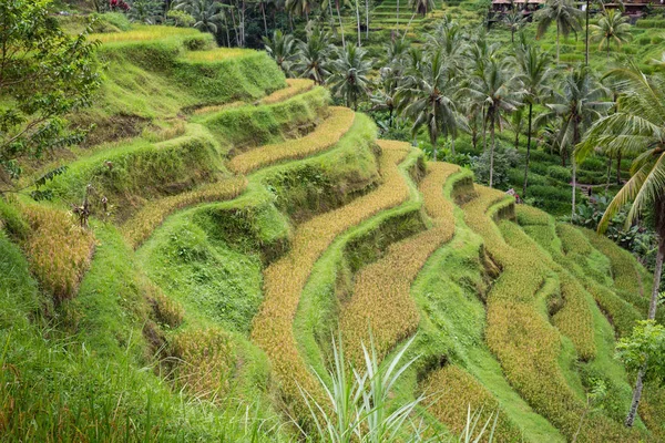 Солнце восходит над зелеными полями рисовых плантаций Тегаланг в самом сердце Бали, Индонезия . Стоковое Фото