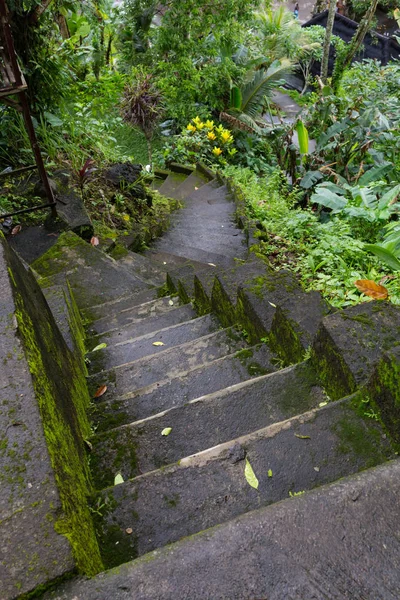 Escalones de piedra mágica que van un largo camino hasta un túnel de bosque denso recién verde . — Foto de Stock