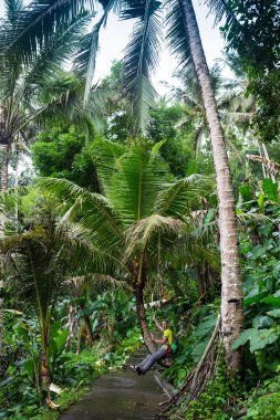 Adam clambers bir palmiye ağacı, bir spor vücut, güçlü eller