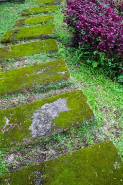 sabah güneş tarafından aydınlatılmış renkli sonbahar Orman yolundaki güzel ayak
