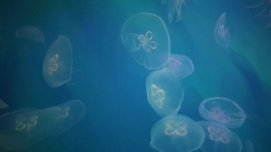 Sualtı Denizanası. BMPC 'nin sularında hareket eden parlayan Medusalar.