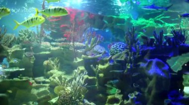 Renkli akvaryum, güzel papağan balık ocean mercan içinde yüzme.