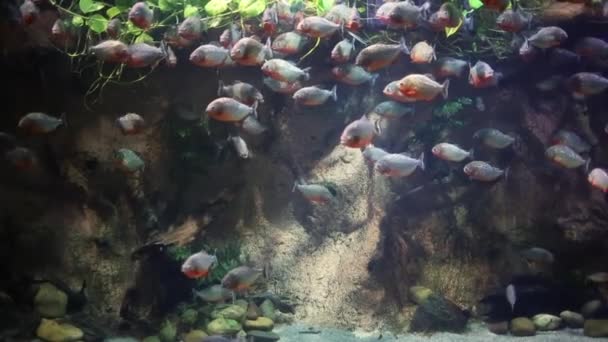 Aquarium coloré, beaux poissons perroquets nageant dans les coraux de l'océan . — Video