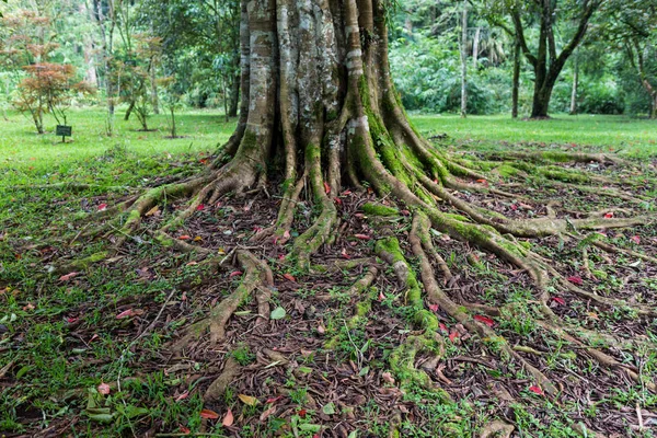 Raíces de árboles y sol en un bosque verde —  Fotos de Stock