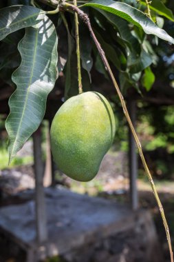 mango meyve mango ağacı üzerinde kapat