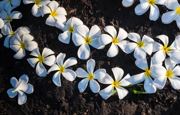 Klempnerei auf Steinboden. Englischer Name: plumeria, frangipani, temple tree. wissenschaftlicher Name: plumeria spp. die Bedeutung dieser Blume ist, die Traurigkeit aufzugeben und dann glücklich zu sein. — Stockfoto