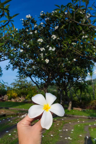 Eine plumeria blume auf der hand in bali — Stockfoto