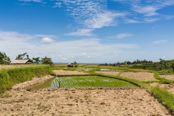 Reisterrassen in den Bergen bei Sonnenaufgang, Bali Indonesien — Stockfoto