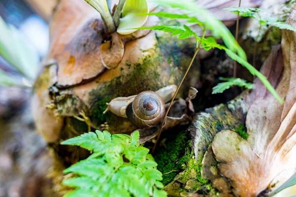 Caracol grande en concha arrastrándose por la carretera, día de verano en el jardín — Foto de Stock