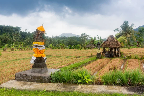 Her zamanki gibi bakımlı ve güzel köylü alan Bali — Stok fotoğraf