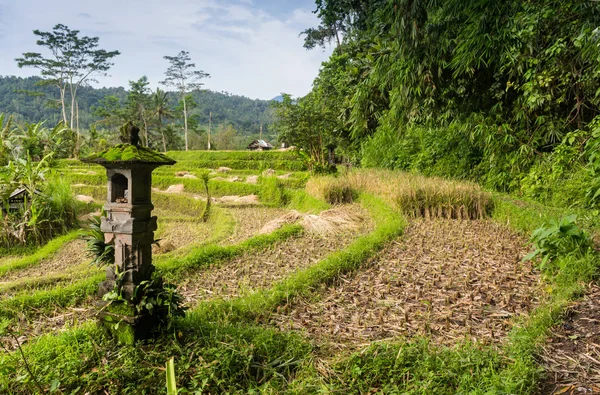 草莓露台种植园的山景早晨与柔和的薄雾和高山背景, 太阳在 doi ang khang, 草莓农田, 清迈, 泰国北部. — 图库照片