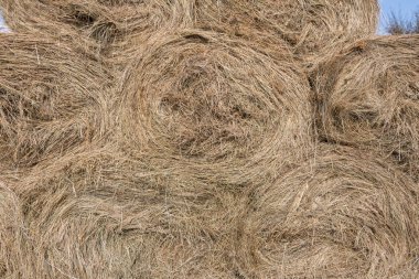 Kurumuş saman balyaları, kırsal alanda saman yığınları. Saman balyaları tarımsal çiftlikte saman dolu saman dolu saman deposu. Kırsal arazi çiftliği, saman saman balyaları eski kulübenin altında.