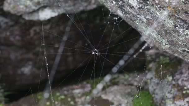 Telaraña telarañas junto a arroyos de agua — Vídeos de Stock