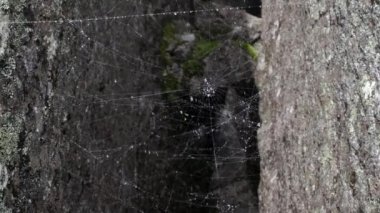 Derelerin yanında örümcek ağı örümcek ağları