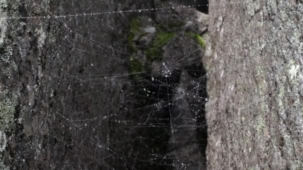 Spinnennetze neben Bächen Wasser — Stockvideo