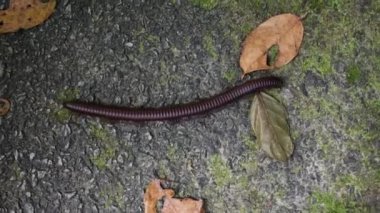 Hoş olmayan kırkayak asfalt üzerinde tarama
