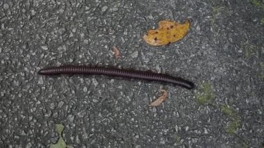 Hoş olmayan kırkayak asfalt üzerinde tarama