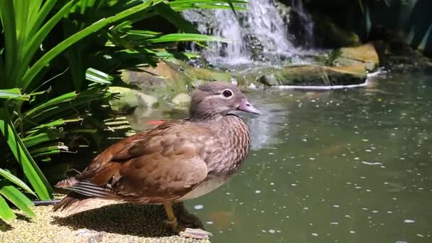 Pato salvaje nadando en el estanque. Pato salvaje de Mallard . — Vídeo de stock