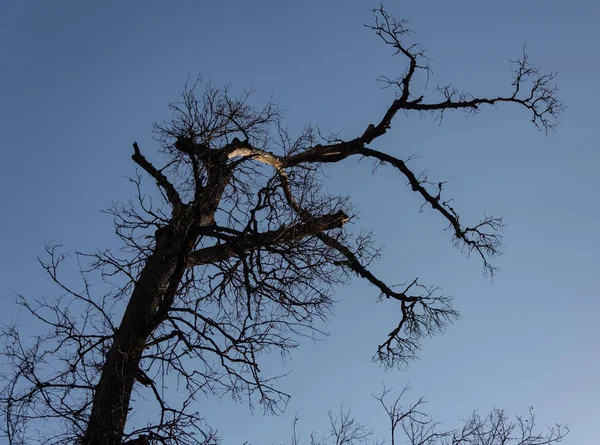 Árvore seca com céu nublado na floresta — Fotografia de Stock