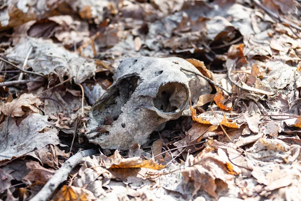 树叶上森林里的头骨 — 图库照片