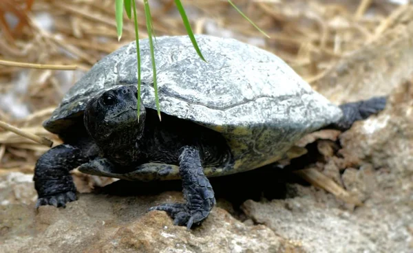 Trapani park hayvanat bahçesinden Güzel Siyah kaplumbağa