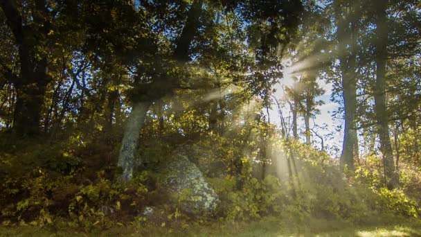 Sun Rays Moving Fog Passando Attraverso Gli Alberi Della Foresta — Video Stock