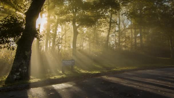 Panning Mystical Golden Sun Rays Fog Passing Trees Early Autumn — Vídeo de Stock