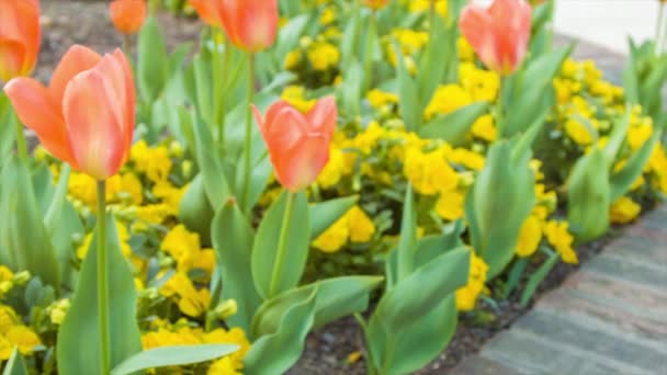 Panning Vibrant Orange Tulips Primavera Terminando Uma Flor Foco Visto — Vídeo de Stock