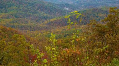 Batı Kuzey Carolina Dumanlı Dağları'nda Asheville yakınlarındaki Blue Parkway bir Overlook görülen Pisgah Ulusal Ormanı'nda Cam Kaya Looking Fall Renkli Bitkiler tilting-up