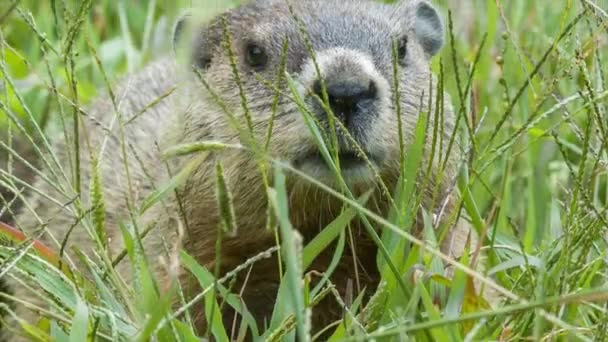 Marmota Comiendo Hierba Hábitat Natural Las Montañas Blue Ridge Cerca — Vídeos de Stock