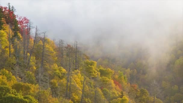 Inclinazione Dal Fogliame Autunno Attraverso Nebbia Una Terra Superiore Delle — Video Stock