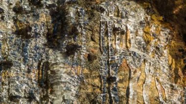 Blue Ridge Dağları'nda Sabah Güneş Işığı Tarafından Vurulduğunda Buzların Buzdamlaları Buzdan Aşağı Akan Su Damlaları ile Eriyen Buzların Yakın Çekimi