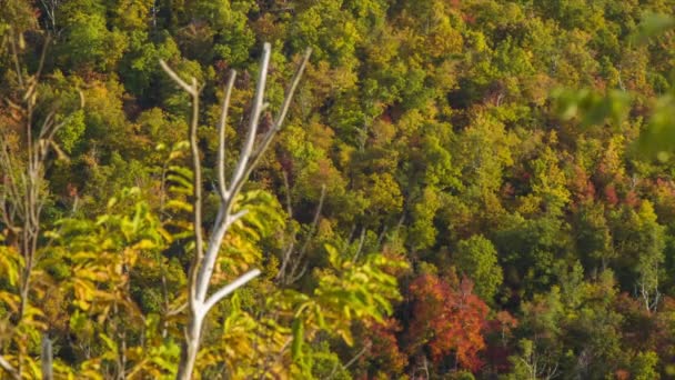Zaostření Mezi Podzimním Listím Větví Mrtvého Stromu Modrých Hřebenových Horách — Stock video