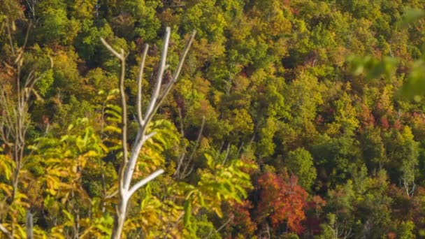 Cambio Enfoque Entre Follaje Otoño Una Rama Árbol Muerto Las — Vídeo de stock