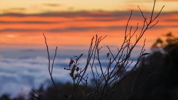 Shifting Focus Leafless Bush Cloud Covered Golden Sky Horizon Early — Stock Video