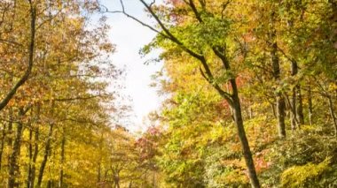 Batı Kuzey Carolina Blue Ridge Dağları Asheville yakınlarındaki Morning Sun sırasında Bir Sonbahar Renkli Orman Through Sürüş Araçlar
