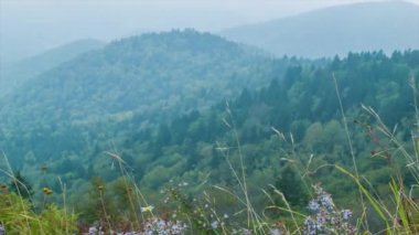 Batı Kuzey Carolina Dağları'nda Asheville yakınlarındaki Blue Ridge Parkway görülen Rüzgar Da esiyor Yaz Çiçekler