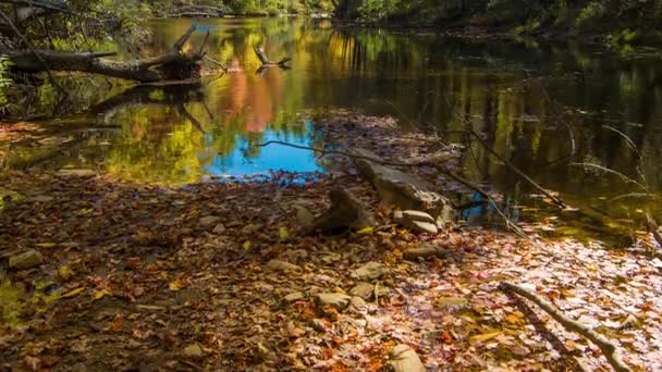 Kantelen Naar Levendige Herfst Gekleurde Bomen Langs Rivier Linville Linville — Stockvideo