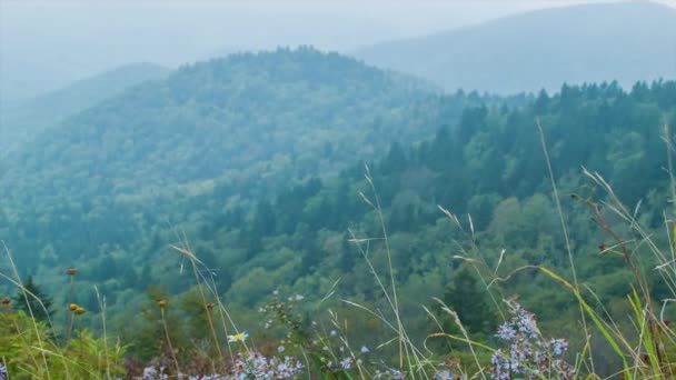 Літні Квіти Дме Вітрі Видно Blue Ridge Бульварі Біля Asheville — стокове відео