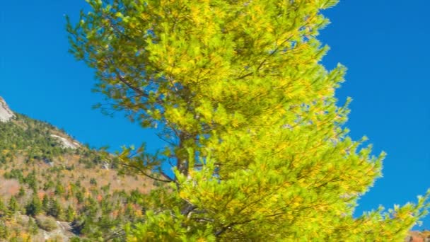 Panorámica Los Árboles Hacia Montaña Del Abuelo Cerca Linville Carolina — Vídeos de Stock