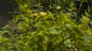 Asheville Nc yakınlarındaki Looking Glass Falls Tabanına Doğru Kaydırma